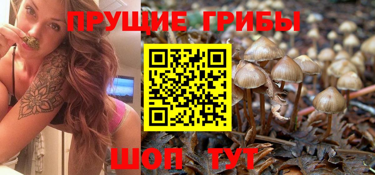 Мыски  Галлюциногенные грибы Psilocybe  Вход с VPN 